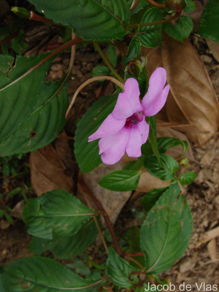 Impatiens flaccida Arn.